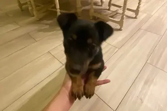 Найдена собака, Самара, фото: Найдена собака, Волжская ул. 2А, Самара