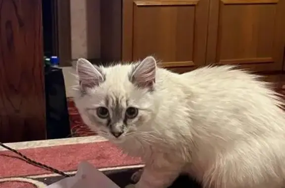 Пропала кошка, ул. Мира, 80, Брянск