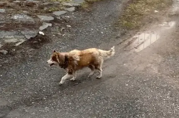 Найдена собака, Казань, фото: Хаски найдена на Беломорской, Казань