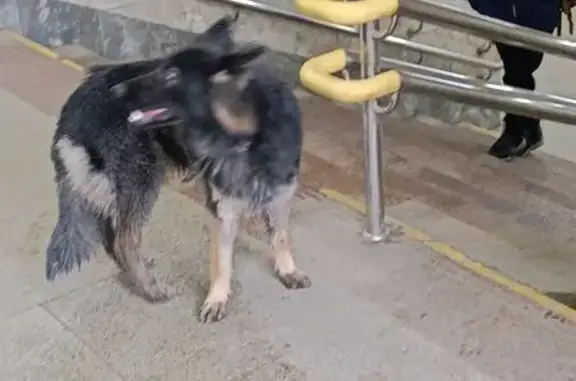 Собака найдена: метро Чкаловская, Екатеринбург