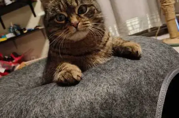 Пропала кошка, Танковая 53, Кохма