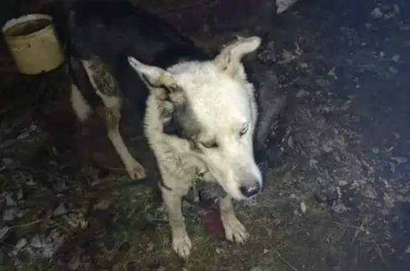 Найдена собака, Москва, фото: Метис с разными глазами найден у ж/д в Москве
