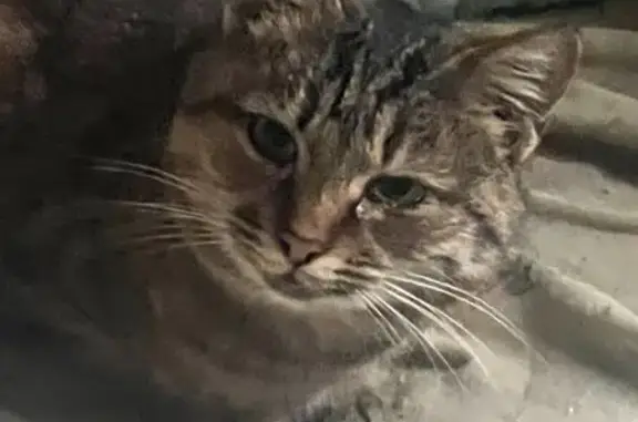 Найдена кошка, Киляковка, фото: Найдена кошка, Киляковка, Волгоградская обл.