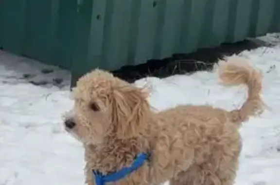 Собаки потеряшки, Гродно, фото: Потеряшка собака, ул. Кремко 2, Гродно