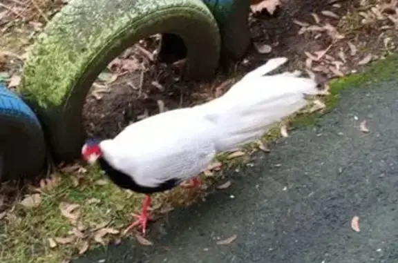 Фазан на ул. Любезного, 7, Бря...