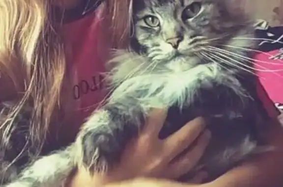 Кошки потеряшки, Гусь-Хрустальный, фото: Потеряшка кошка, ул. Калинина, 57, Гусь