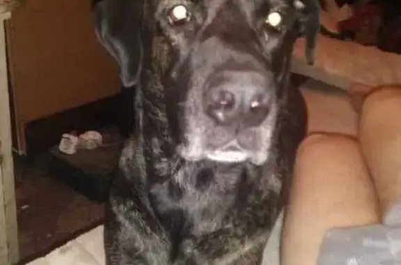 Собаки потеряшки, Тула, фото: Потеряшка собака, ул. Ф.Энгельса, 14, Тула