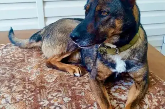 Пропала собака, Ардатовская 59, Волгоград