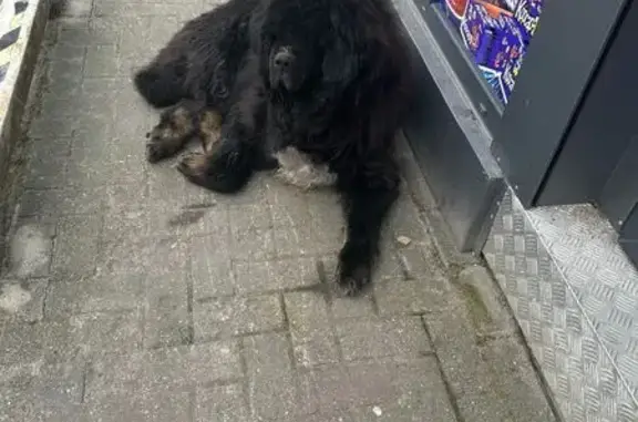 Найдена собака, , фото: Собака найдена: Парковая ул. 10, Ново-Дорожный