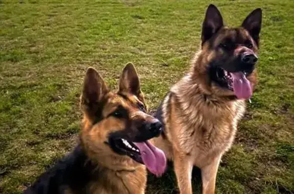 Пропали 2 овчарки, Балхашская 39, Пермь