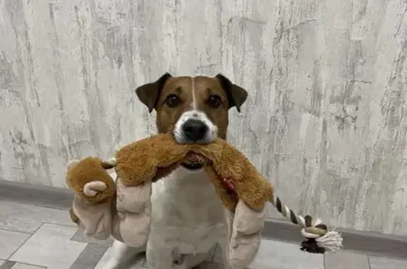 Собаки потеряшки, Кемерово, фото: Потеряшка собака на ул. Назарова, Кемерово