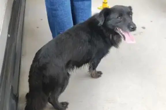 Найдена собака, Ростов-на-Дону, фото: Собака найдена: Красноармейская, 3Б, РнД