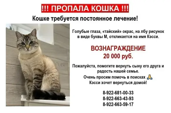 Пропала кошка, Кировская область