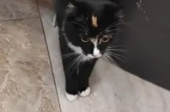 Пропала кошка, пр. Академика Сахарова