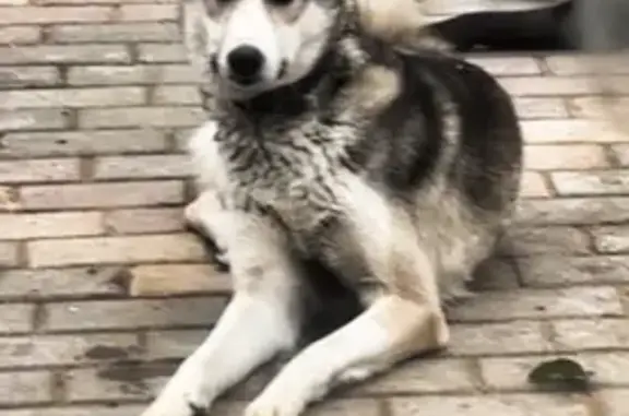 Пропала лайка, ул. Космонавтов, 92, Могилёв