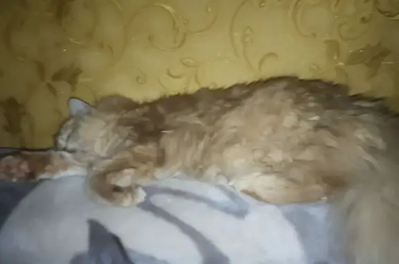 Кошки потеряшки, Обоянь, фото: Потеряшка кошка, ул. Луначарского, 77