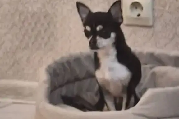 Собаки потеряшки, Ульяновск, фото: Потеряшка собака, пр. Нариманова, Ульяновск