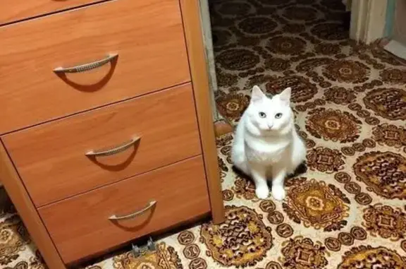 Кошки потеряшки, Пересвет, фото: Потеряшка кошка, Пересвет, МО