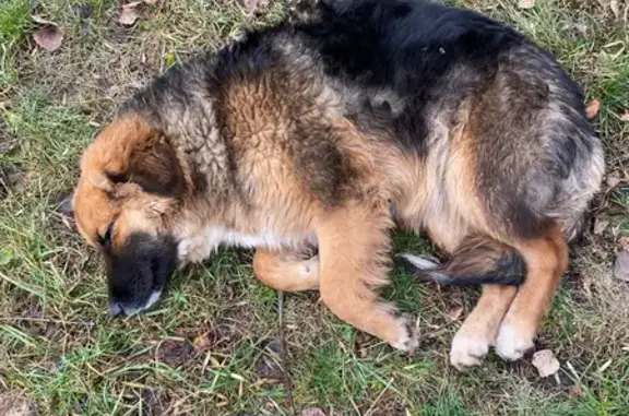 Найдена собака, , фото: Собака найдена на пр. Победы, Пенза