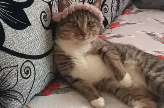 Пропала кошка, ул. Ленина 16, Зуевка