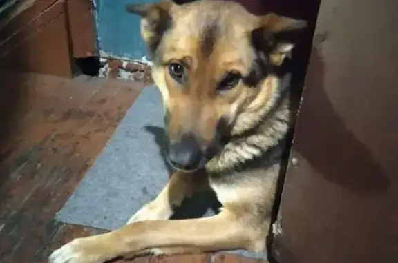 Собаки потеряшки, Калининград, фото: Потеряшка собака, пр. Победы, Калининград