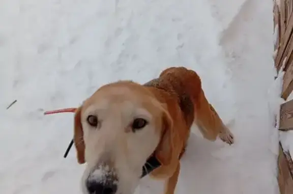 Найдена собака, Вологодская область, фото: Собака с ошейником найдена в Коротыгино