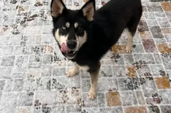 Найдена собака, Москва, фото: Хаски найдена в Шарапово, Красная Пахра