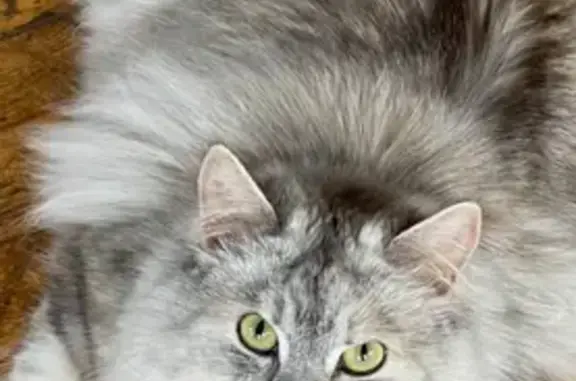 Кошки потеряшки, Ярославская область, фото: Потеряшка кошка, Отрадновское поселение