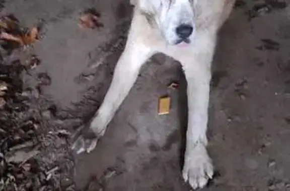 Найдена собака, Калужская область, фото: Собака найдена, Калужская обл.