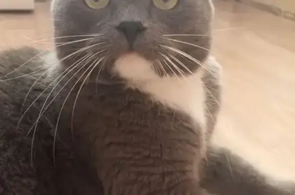 Пропал кот Басик, Часцы, МО