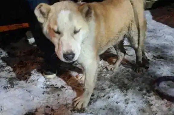 Найдена собака, Санкт-Петербург, фото: Щенок алабая найден на ул. Харитона, СПб
