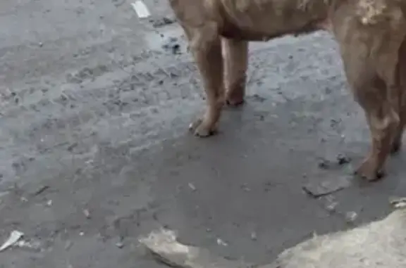 Найдена собака, Люберцы, фото: Коричневый шарпей найден в Люберцах, ул. 65 лет Победы