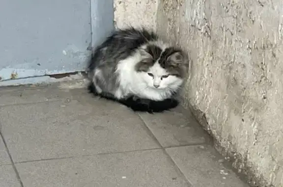 Найдена кошка, Ростов-на-Дону, фото: Кошка найдена: ул. Содружества, 84/1