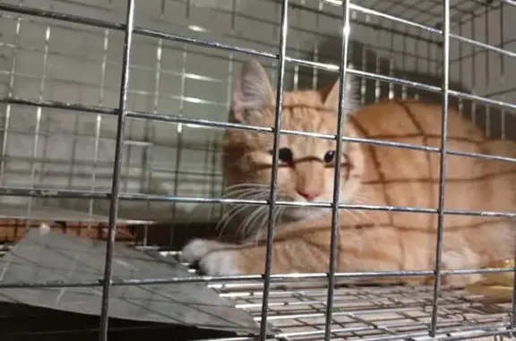 Пропала кошка на Дальневосточной, 132