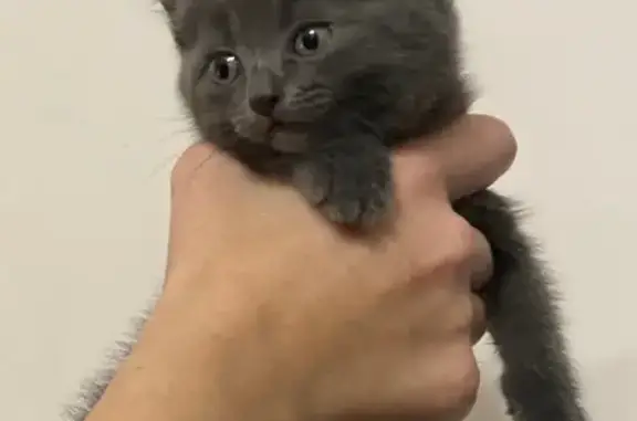 Найдена кошка, Омск, фото: Котенок найден: ул. Красный Путь, Омск