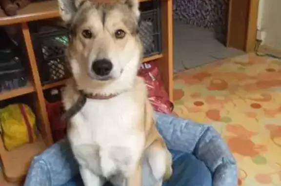 Пропала собака, Московская ул., Кострома