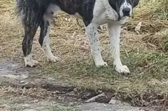 Найдена собака, , фото: Найдена собака, МО, 46К-7031