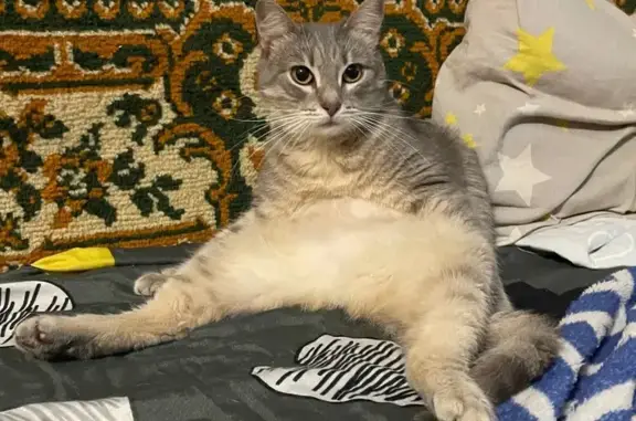 Пропала кошка, Черновицкая 38, Рязань