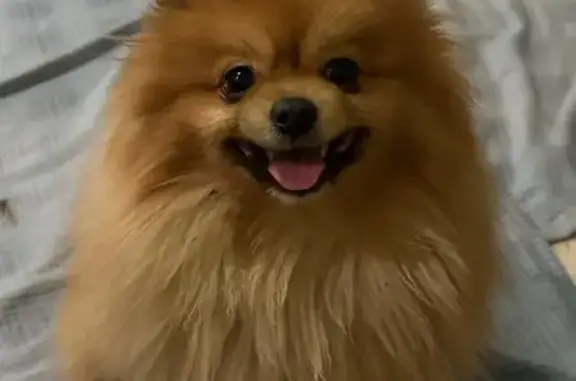 Пропала собака, Майский, Белгородская обл.