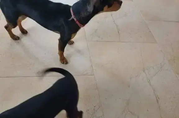 Найдена собака, Ростов-на-Дону, фото: Собака найдена: 2-й Аметистовый пер., Ростов-на-Дону