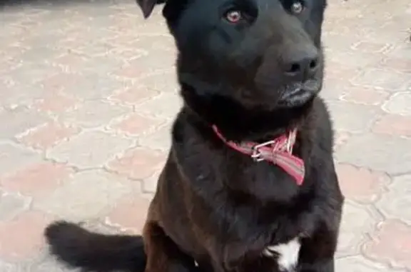 Пропала собака, ул. Яблочкина, Таганрог