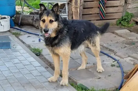 Собаки потеряшки, Бор, фото: Потеряшка собака, ул. Тургенева, Бор