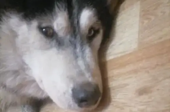 Найдена собака, Ростов-на-Дону, фото: Собака у подъезда, Извилистая 13/1, Ростов