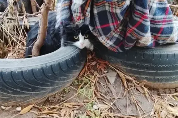 Найдена кошка, Волгоград, фото: Найдена кошка, Депутатская 7, Волгоград