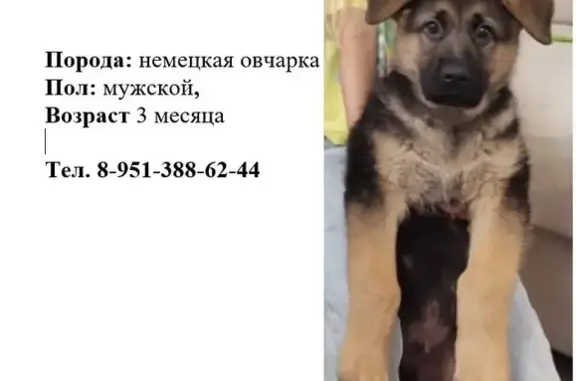 Пропала собака, пр. Новосёлов, Садовый