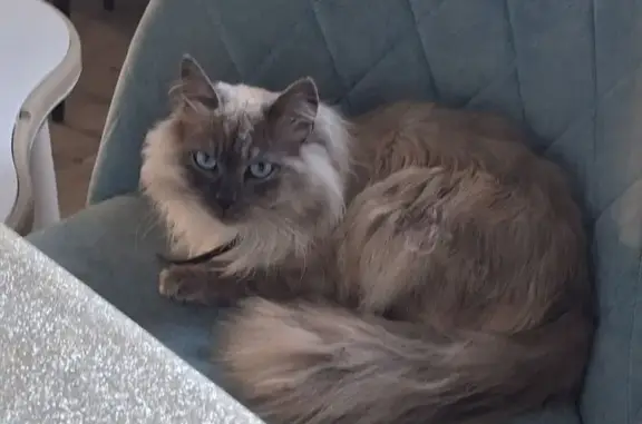 Пропала кошка, Введенское, Юго-западный