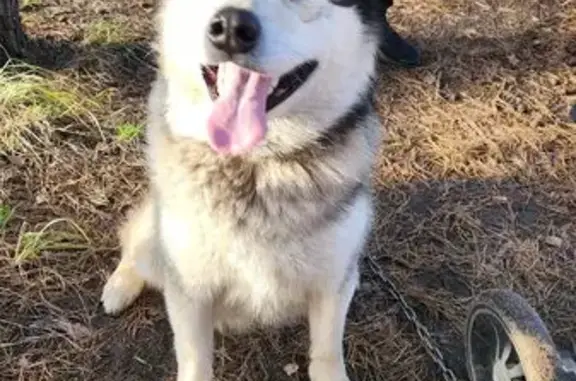 Найдена собака, Старый Оскол, фото: Собака найдена: Просторная 18, Старый Оскол