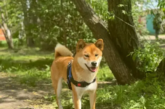 Пропала собака, ул. Яковлева, 4, Мичуринск