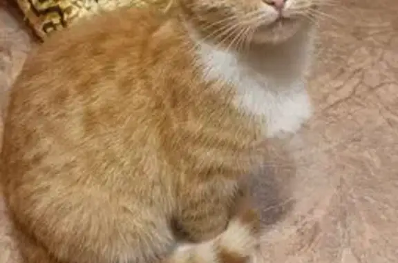 Найдена кошка, Шумерля, фото: Найдена кошка на Маяковского, 2А, Шумерля