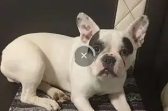 Собаки потеряшки, Свердловская область, фото: Потеряшка собака в Красноуральске, Свердл. обл.